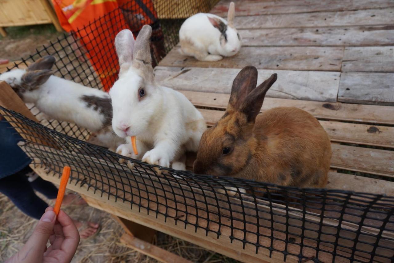 ไร่นาบัวหลวง คาเฟ่ & ฟาร์มสเตย์ Raina Bualuang Cafe & Farm Stay Ban Na No Ngoại thất bức ảnh